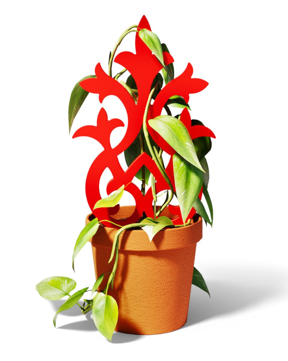 Plant Trellis 1 - OzFDM