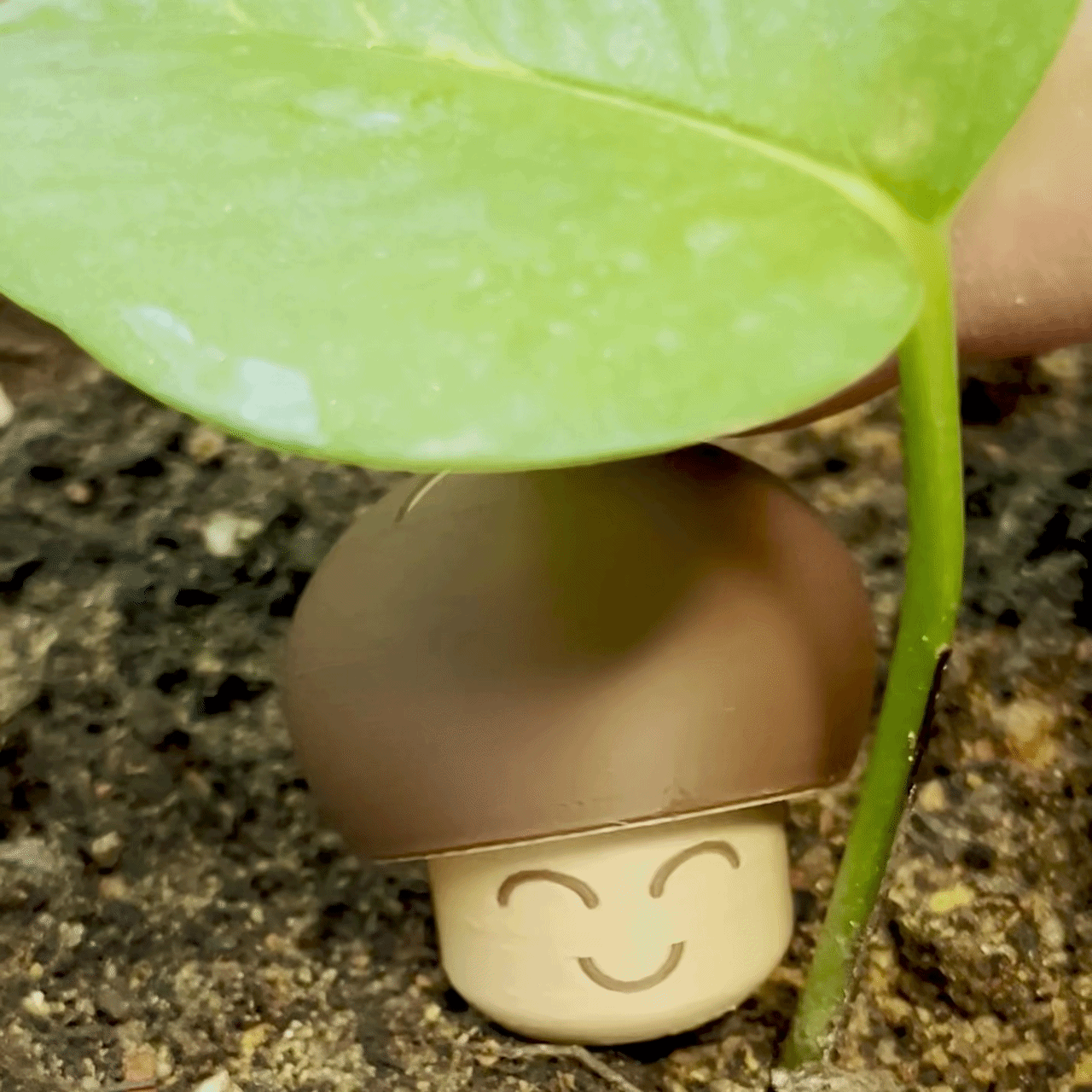 Shitake Clicker