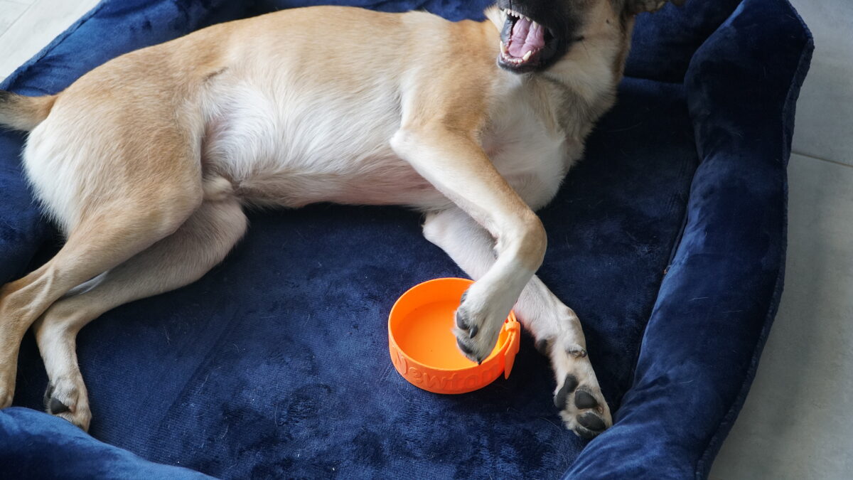 Amigo Pet Bowl