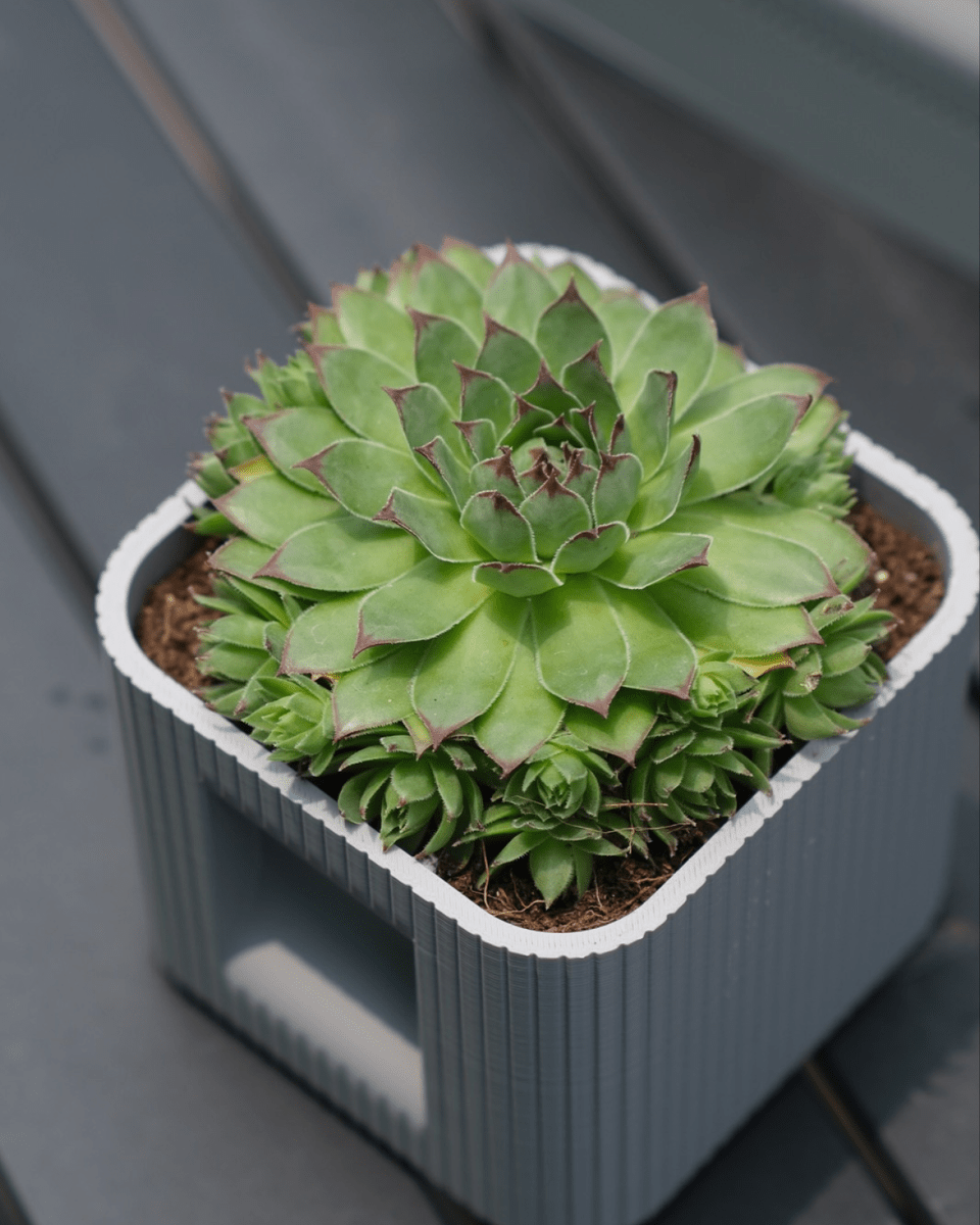 Aura DUO | Architectural Ribbed Square Planter with Hidden Drainage - OzFDM