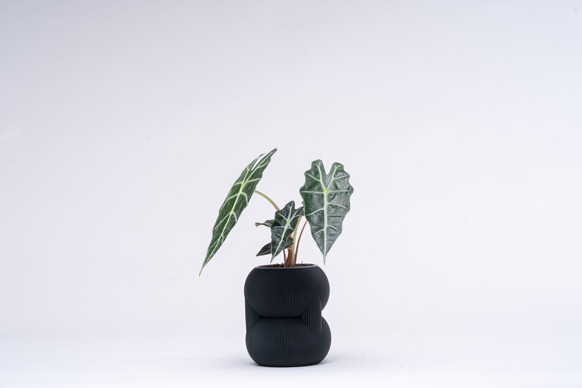 83 Vase - OzFDM