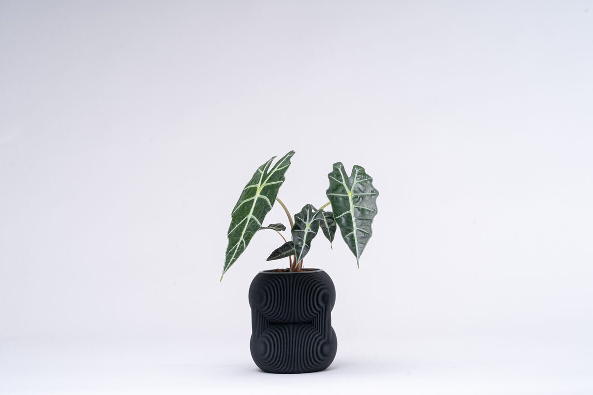 83 Vase - OzFDM