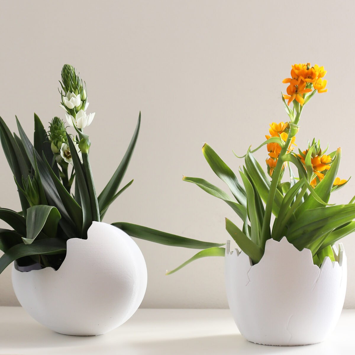 Egg Planter A - OzFDM
