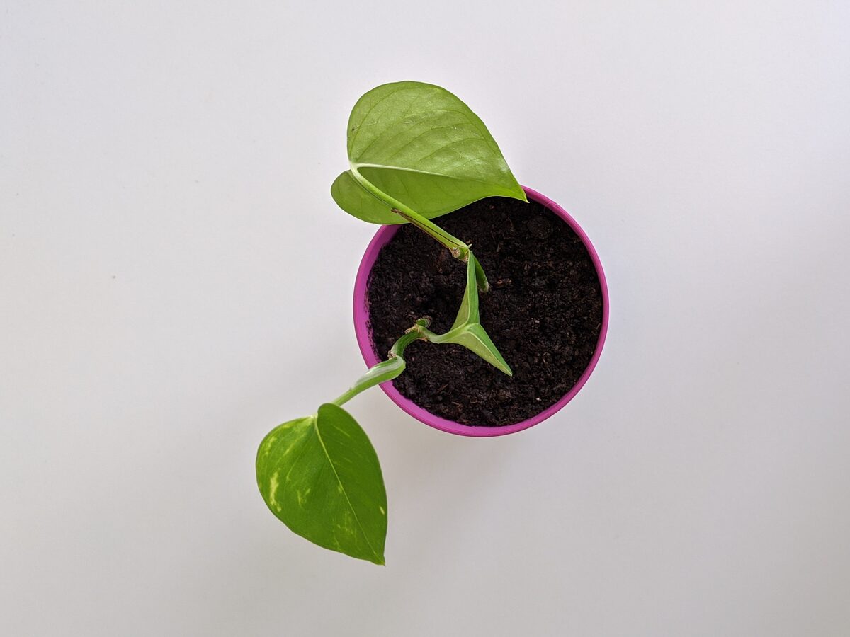 Planter 01