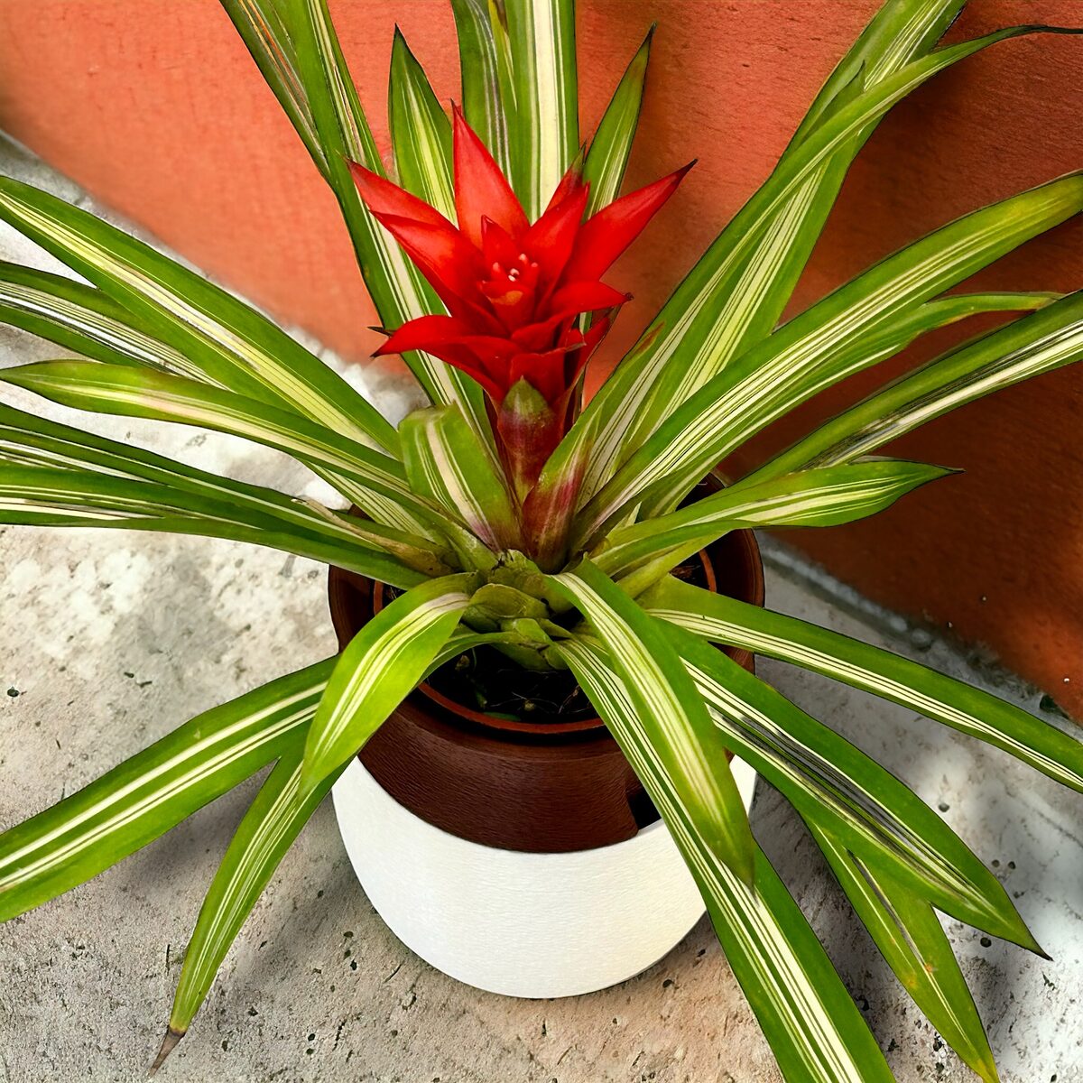 Kyoto | Self-watering Planter