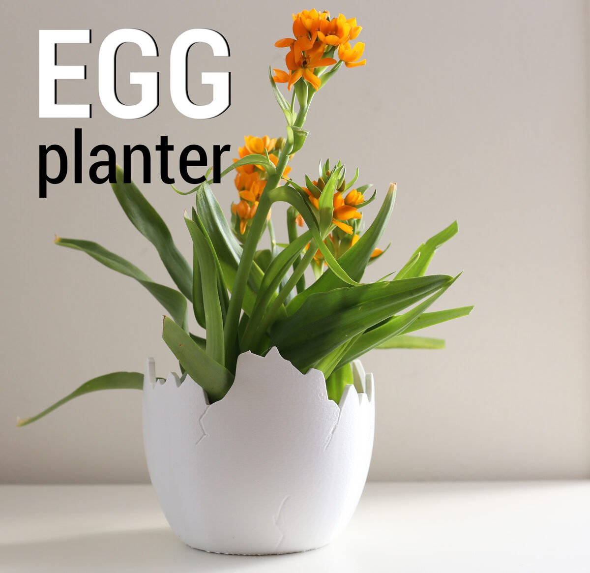 Egg Planter A - OzFDM