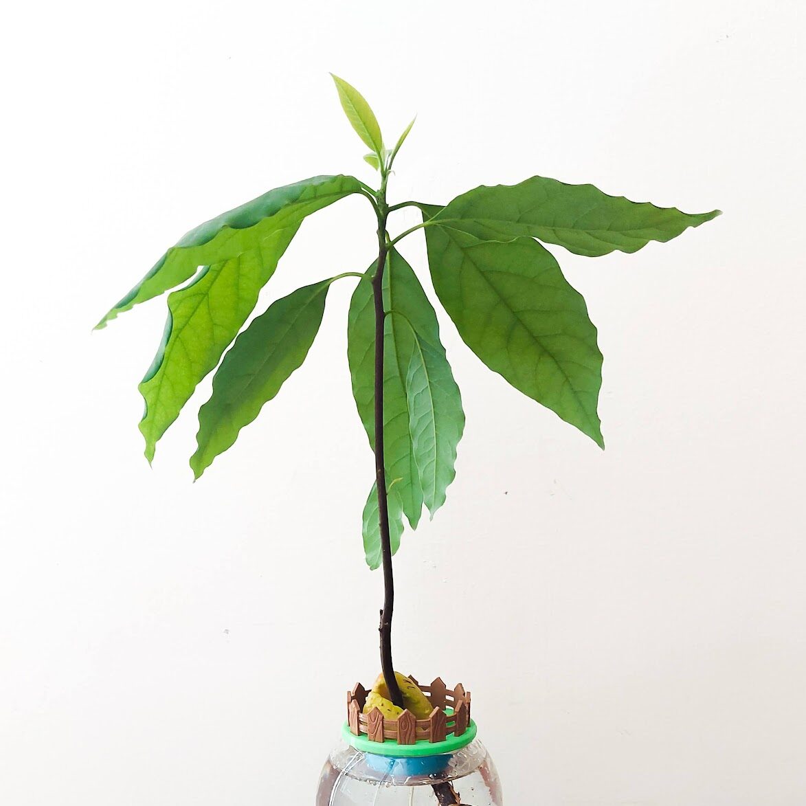 Mini Avocado Garden