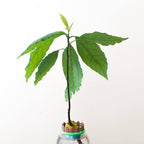 Avocado Seed Sprouter Stand, 3D Printed Picket Fence Garden