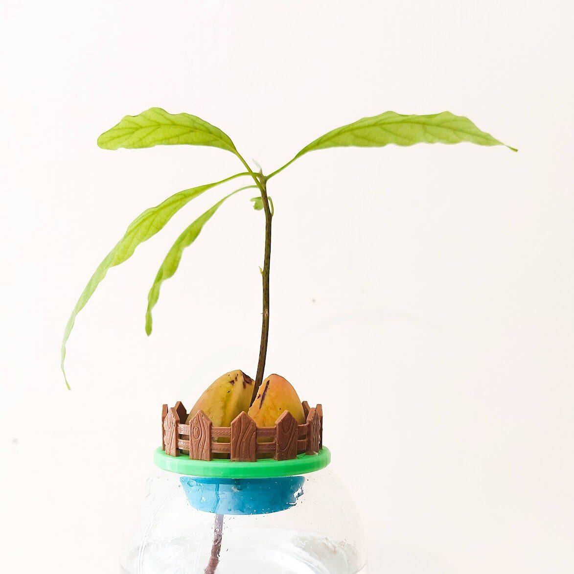 Mini Avocado Garden