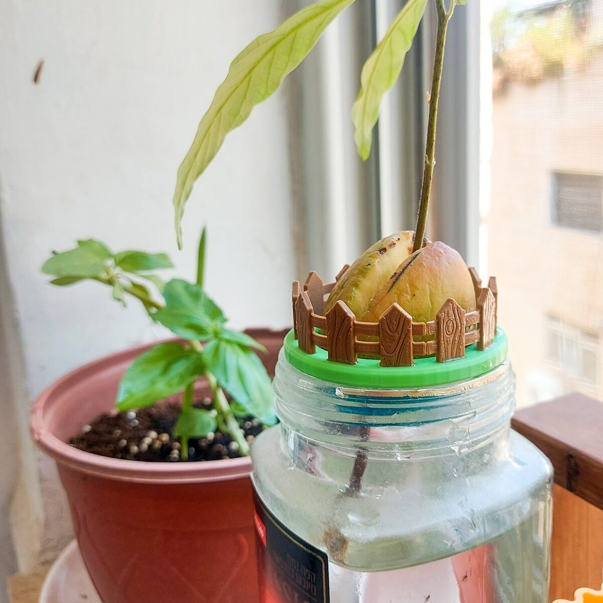 Mini Avocado Garden