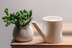 Mini Watering Can and Planter Set, 3D Printed Succulent Duo