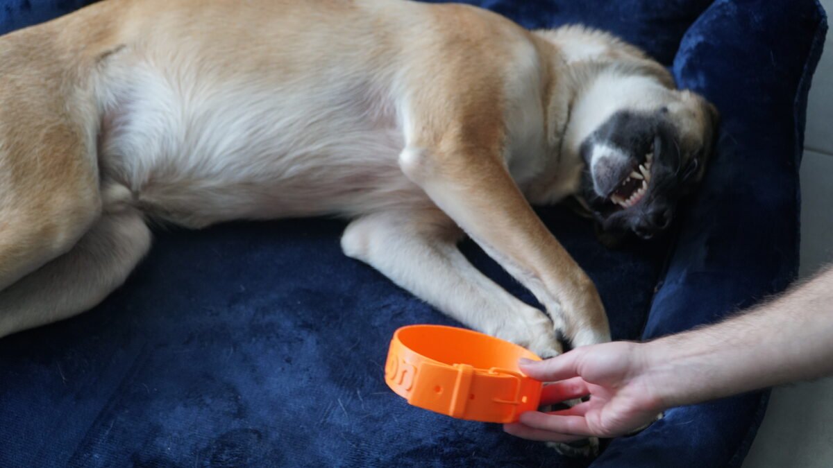 Amigo Pet Bowl, Collar Buckle Design Dog Bowl (3D Printed)