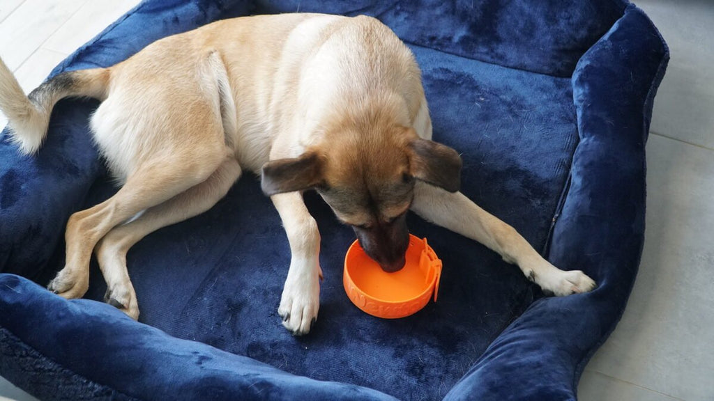 Amigo Pet Bowl, Collar Buckle Design Dog Bowl (3D Printed)
