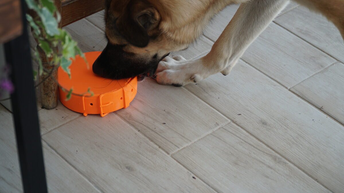 Amigo Pet Bowl, Collar Buckle Design Dog Bowl (3D Printed)