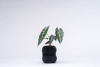 Ribbed Figure Eight Planter Vase, 3D Printed Sculptural Pot