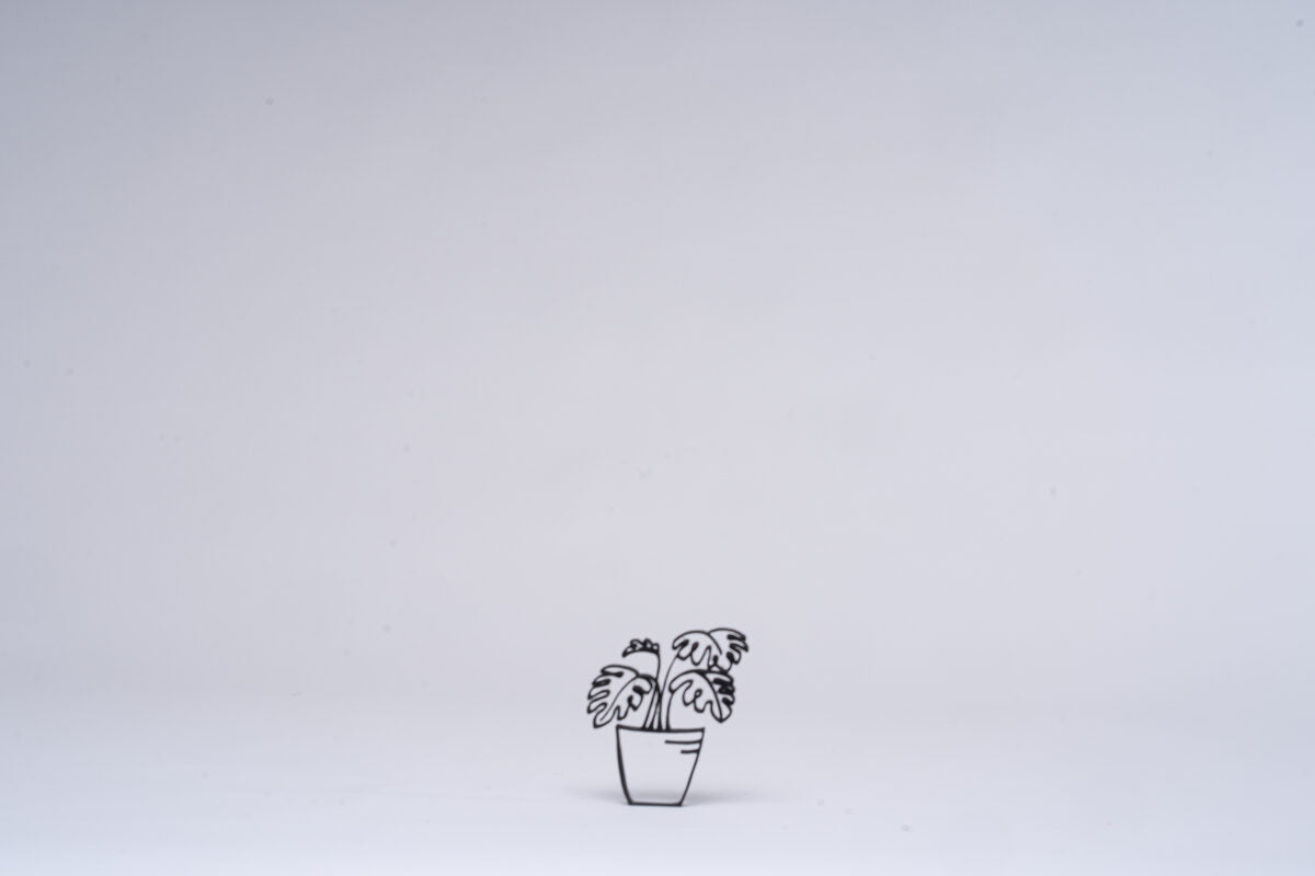 Monstera Houseplant