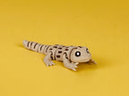 Desert Iguana Flexi Lizard, Articulated 3D Printed Fidget Toy