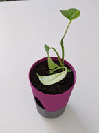 Self-Watering Planter Pot, 3D Printed Two-Tone Reservoir Pot