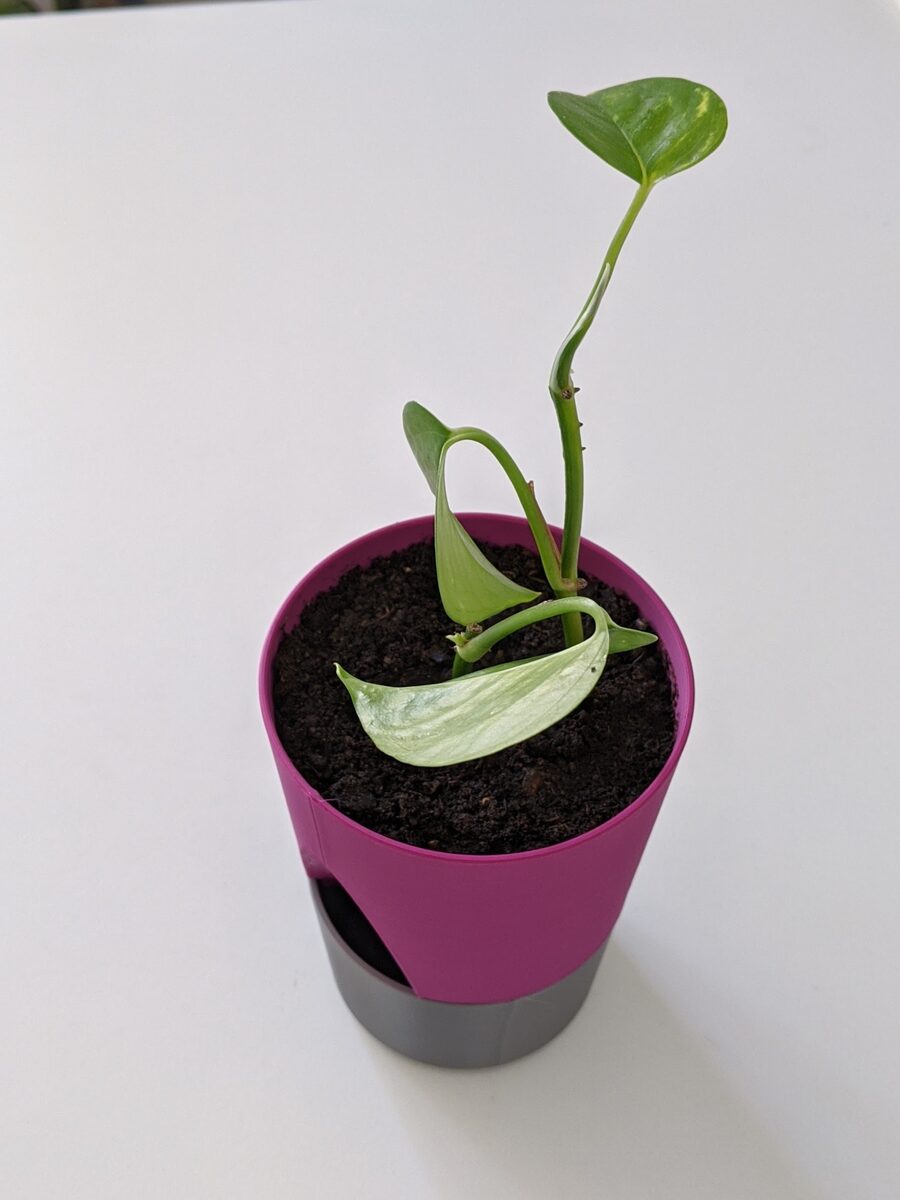 Planter 01
