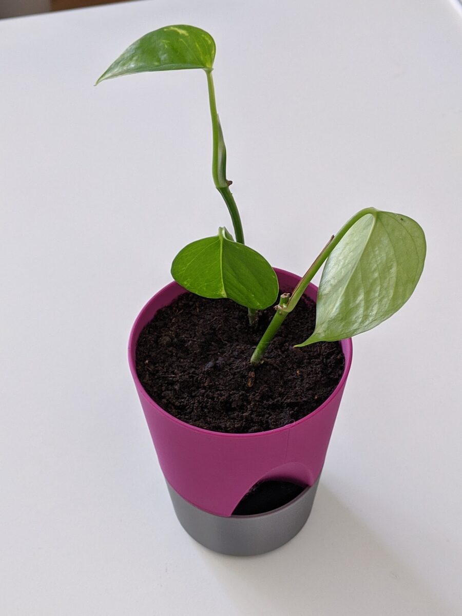 Planter 01