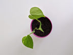 Self-Watering Planter Pot, 3D Printed Two-Tone Reservoir Pot