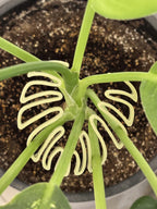 Monstera Leaf Plant Stem Support, PETG 3D Printed Plant Prop