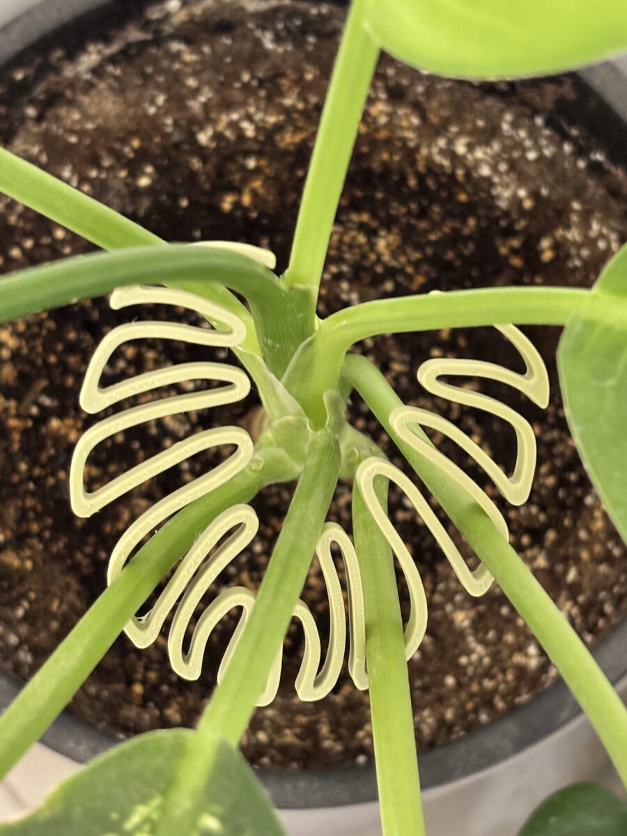 Plant Stem Support Monstera Shaped