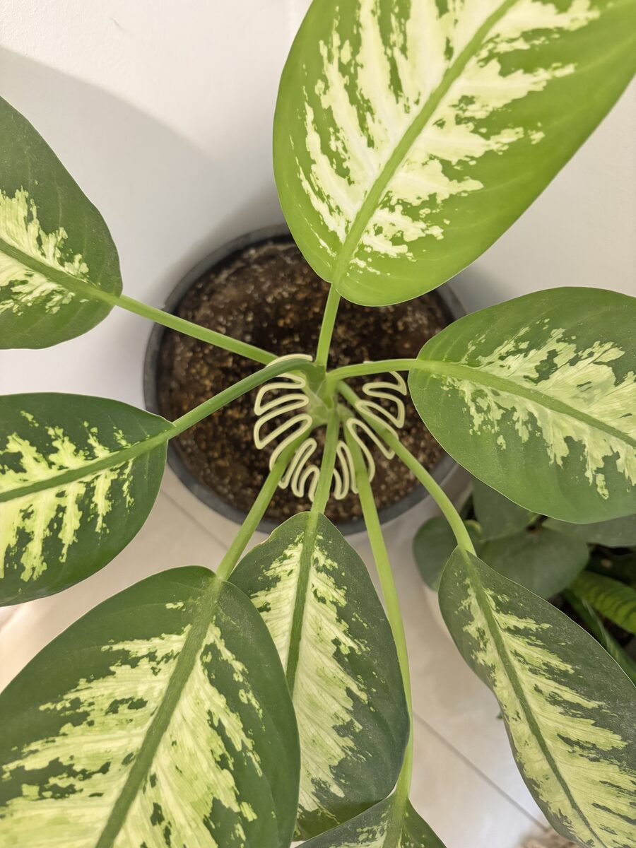Plant Stem Support Monstera Shaped