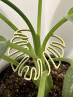 Monstera Leaf Plant Stem Support, PETG 3D Printed Plant Prop