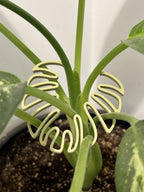 Monstera Leaf Plant Stem Support, PETG 3D Printed Plant Prop