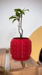Seamless Arch Planter Pot, 3D Printed PETG Plant Pot with Saucer