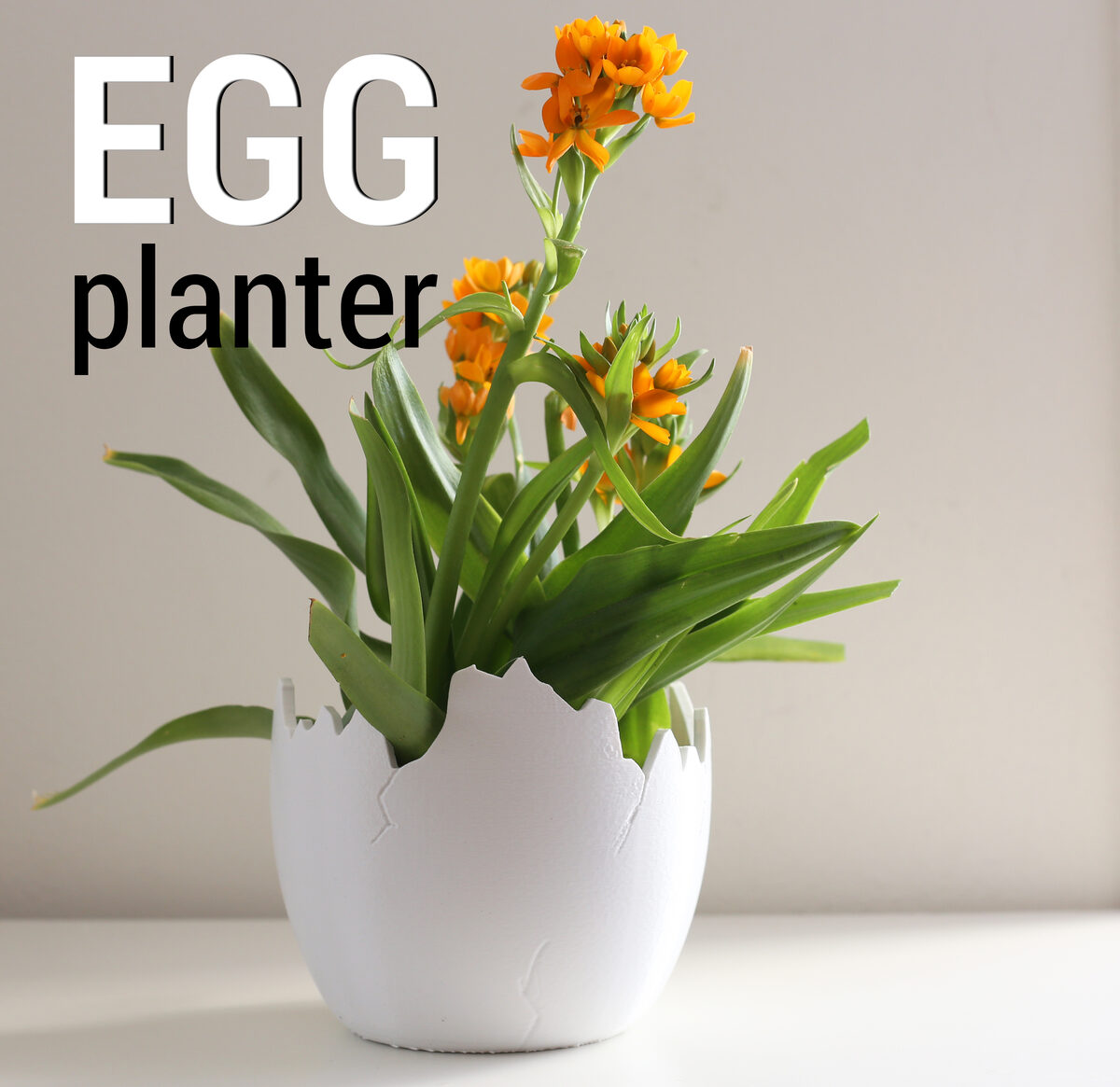 Egg Planter B